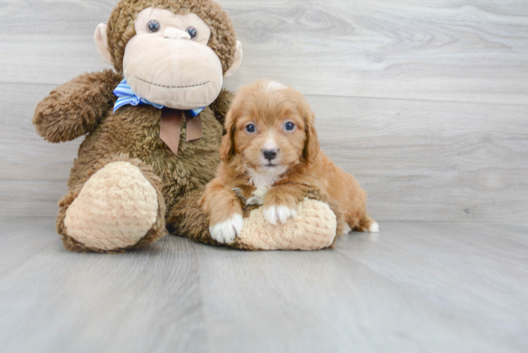 Meet Basil - our Mini Goldendoodle Puppy Photo 2/3 - Florida Fur Babies