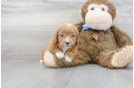 Meet Basil - our Mini Goldendoodle Puppy Photo 1/3 - Florida Fur Babies