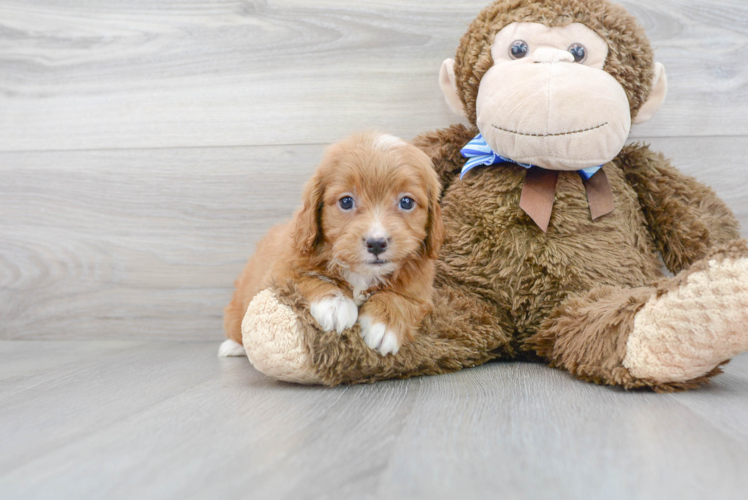 Meet Basil - our Mini Goldendoodle Puppy Photo 1/3 - Florida Fur Babies