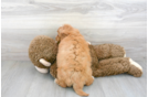 Meet Basil - our Mini Goldendoodle Puppy Photo 3/3 - Florida Fur Babies