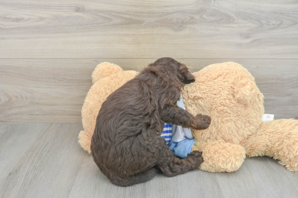 Popular Mini Goldendoodle Poodle Mix Pup