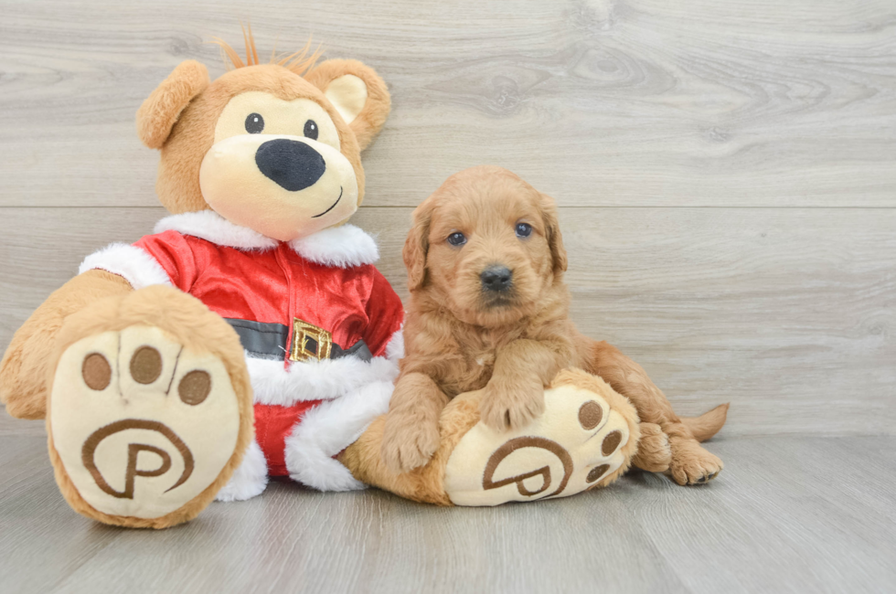 5 week old Mini Goldendoodle Puppy For Sale - Florida Fur Babies