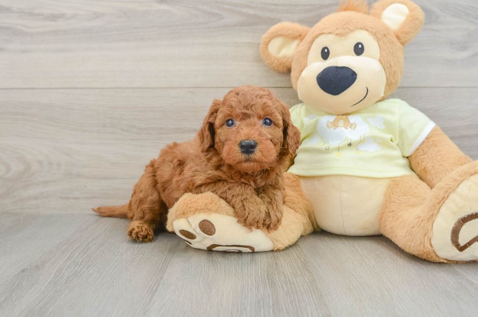 5 week old Mini Goldendoodle Puppy For Sale - Florida Fur Babies