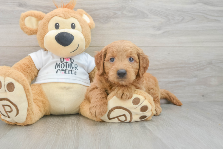 Hypoallergenic Mini Goldiepoo Poodle Mix Puppy