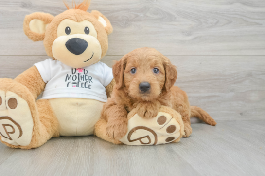 Hypoallergenic Mini Goldiepoo Poodle Mix Puppy