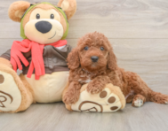 7 week old Mini Goldendoodle Puppy For Sale - Florida Fur Babies
