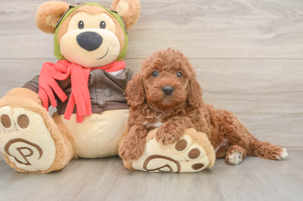6 week old Mini Goldendoodle Puppy For Sale - Florida Fur Babies