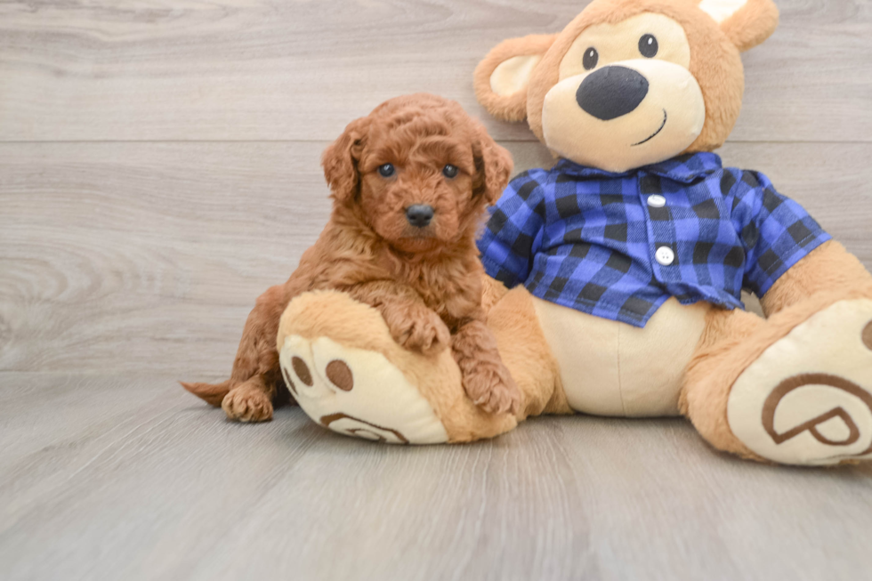 Mini Goldendoodle Puppy for Adoption