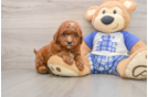 Mini Goldendoodle Pup Being Cute