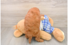Cute Mini Goldendoodle Baby