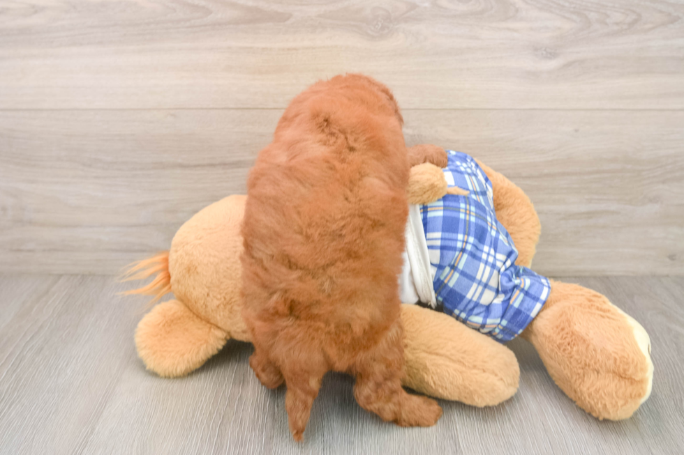 Cute Mini Goldendoodle Baby