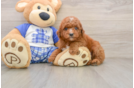 Best Mini Goldendoodle Baby