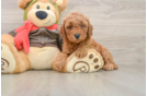 Mini Goldendoodle Pup Being Cute