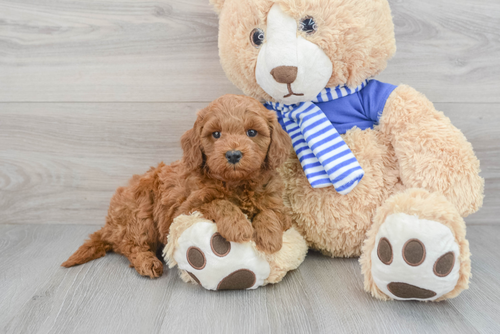 Mini Goldendoodle Pup Being Cute