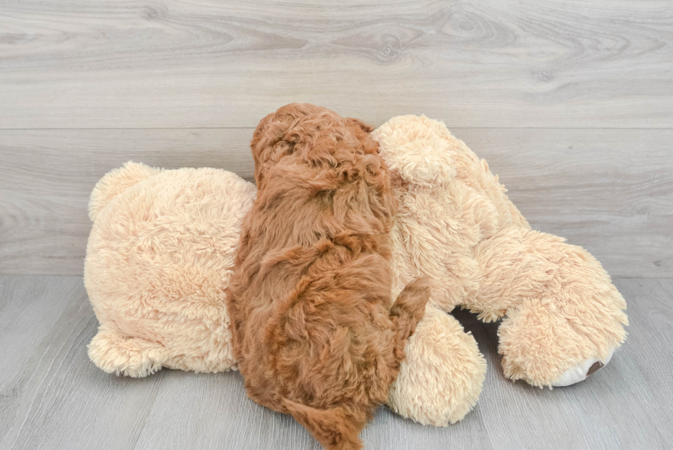 Mini Goldendoodle Pup Being Cute