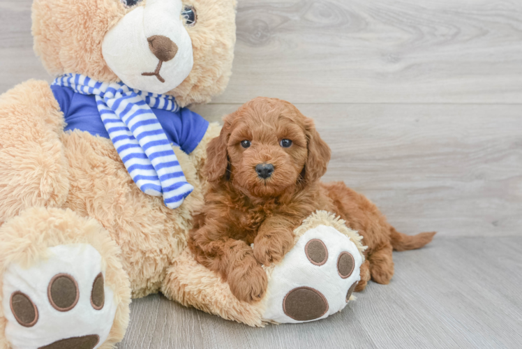 Mini Goldendoodle Pup Being Cute