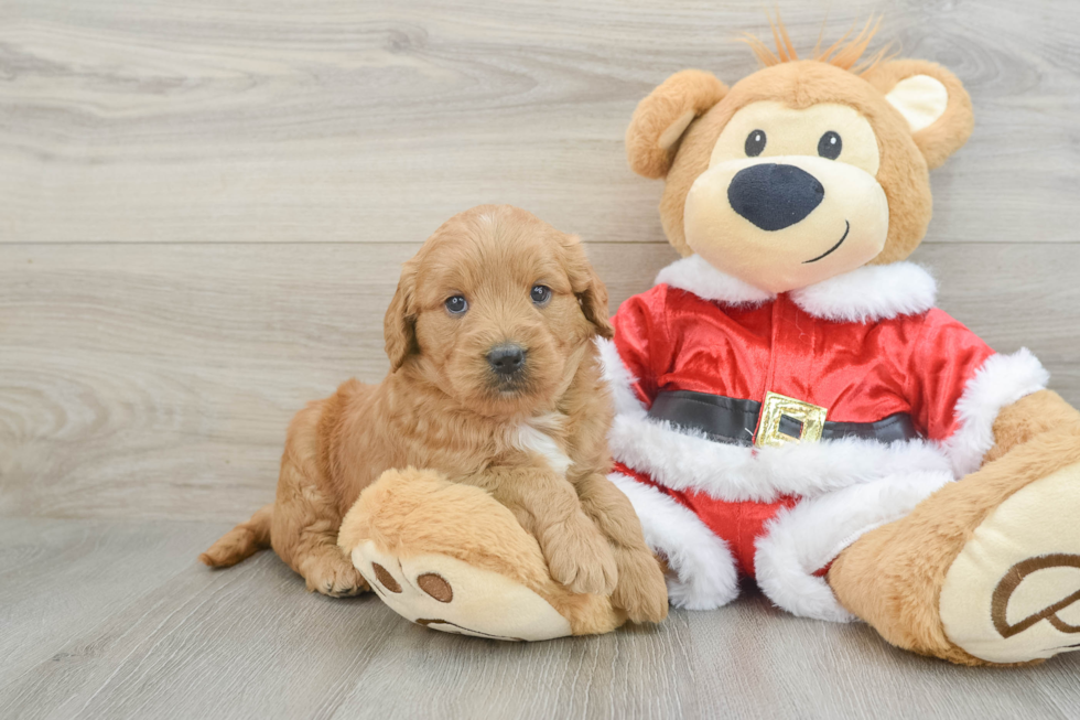 Mini Goldendoodle Pup Being Cute