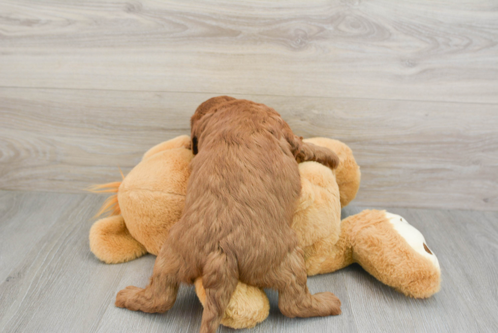 Best Mini Goldendoodle Baby