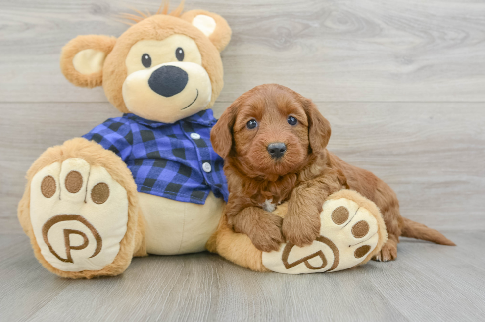 6 week old Mini Goldendoodle Puppy For Sale - Florida Fur Babies