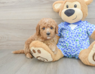 7 week old Mini Goldendoodle Puppy For Sale - Florida Fur Babies