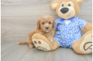 Mini Goldendoodle Pup Being Cute