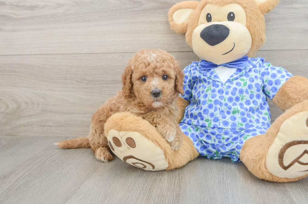 5 week old Mini Goldendoodle Puppy For Sale - Florida Fur Babies