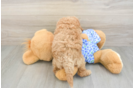 Little Mini Goldenpoo Poodle Mix Puppy