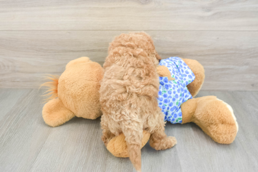 Little Mini Goldenpoo Poodle Mix Puppy