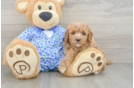 Playful Mini Groodle Poodle Mix Puppy