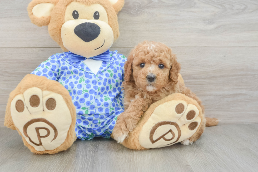 Playful Mini Groodle Poodle Mix Puppy
