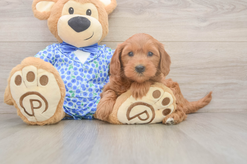 6 week old Mini Goldendoodle Puppy For Sale - Florida Fur Babies