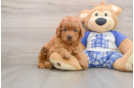Fluffy Mini Goldendoodle Poodle Mix Pup