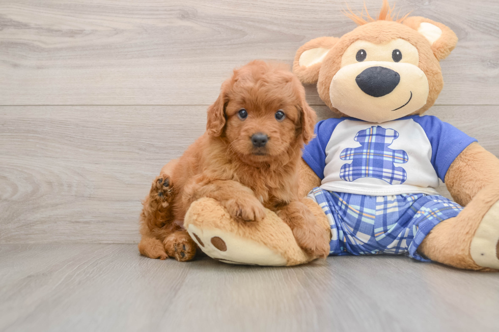 Fluffy Mini Goldendoodle Poodle Mix Pup