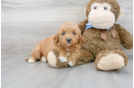 Meet Baylor - our Mini Goldendoodle Puppy Photo 2/3 - Florida Fur Babies