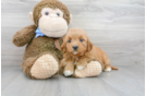 Meet Baylor - our Mini Goldendoodle Puppy Photo 1/3 - Florida Fur Babies
