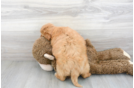 Meet Baylor - our Mini Goldendoodle Puppy Photo 3/3 - Florida Fur Babies