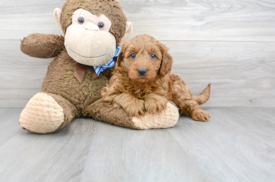 31 week old Mini Goldendoodle Puppy For Sale - Florida Fur Babies