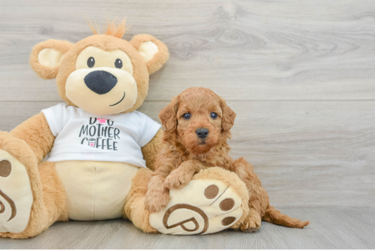Mini Goldendoodle Puppy for Adoption