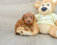 7 week old Mini Goldendoodle Puppy For Sale - Florida Fur Babies