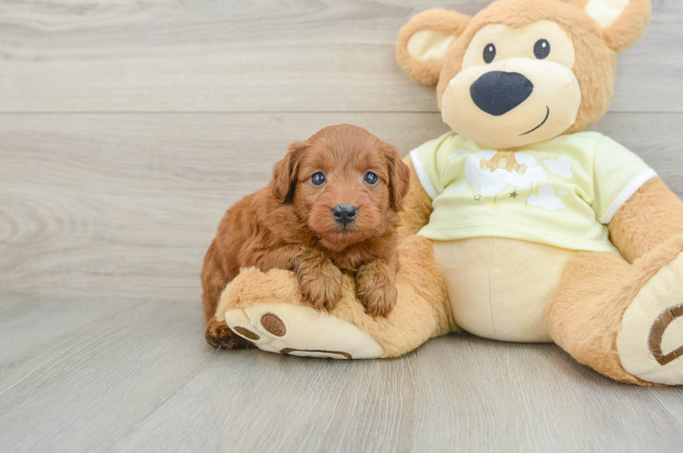 5 week old Mini Goldendoodle Puppy For Sale - Florida Fur Babies