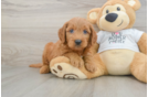 Smart Mini Goldendoodle Poodle Mix Pup