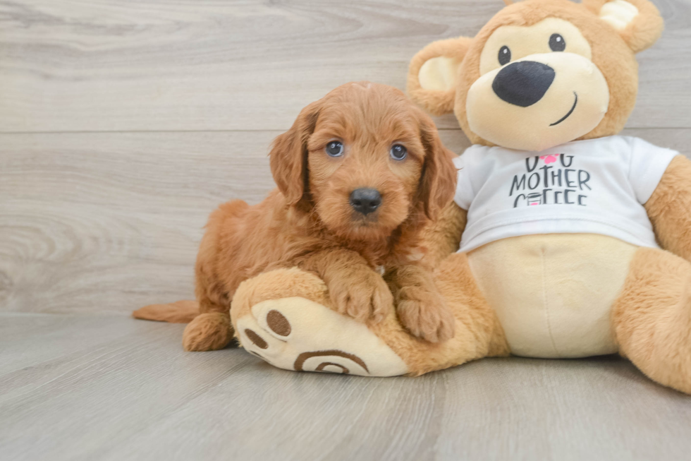 Smart Mini Goldendoodle Poodle Mix Pup