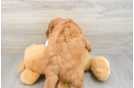 Smart Mini Goldendoodle Poodle Mix Pup