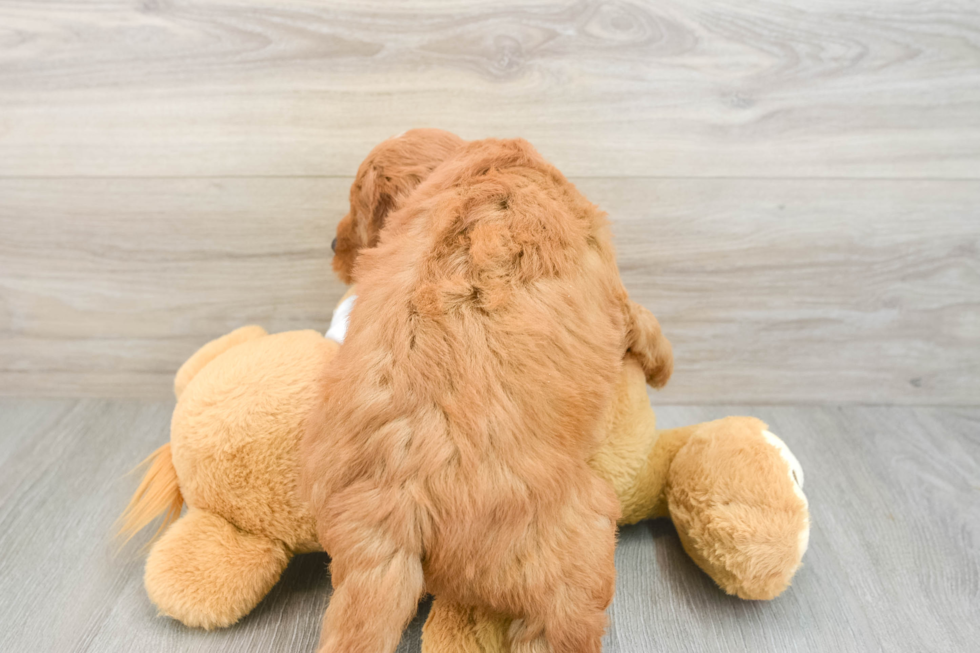 Smart Mini Goldendoodle Poodle Mix Pup