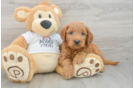 Smart Mini Goldendoodle Poodle Mix Pup