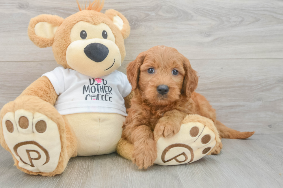 Smart Mini Goldendoodle Poodle Mix Pup