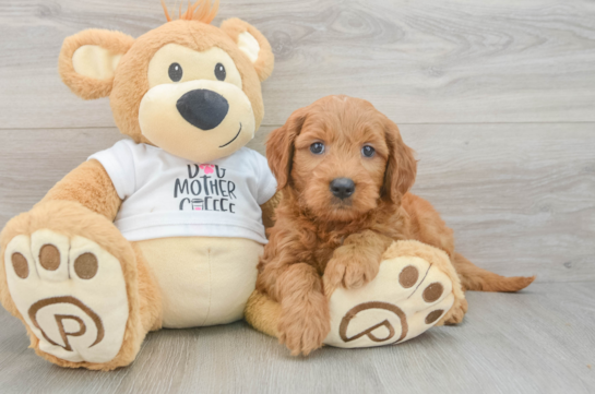 Smart Mini Goldendoodle Poodle Mix Pup