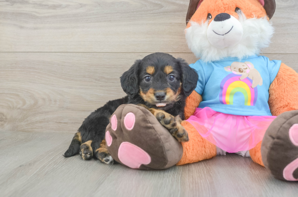 5 week old Mini Goldendoodle Puppy For Sale - Florida Fur Babies