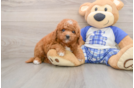 Cute Mini Goldendoodle Baby