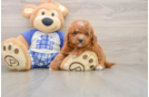 Popular Mini Goldendoodle Poodle Mix Pup